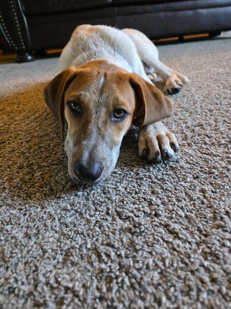 Flint, Adoptable, Puppy Male Mixed Breed.