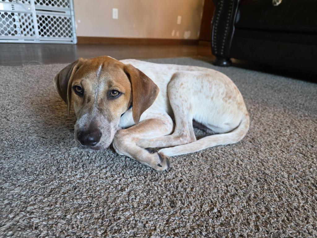 Flint, a Adoptable mixed breed in Fond Du Lac, WI image 2/6