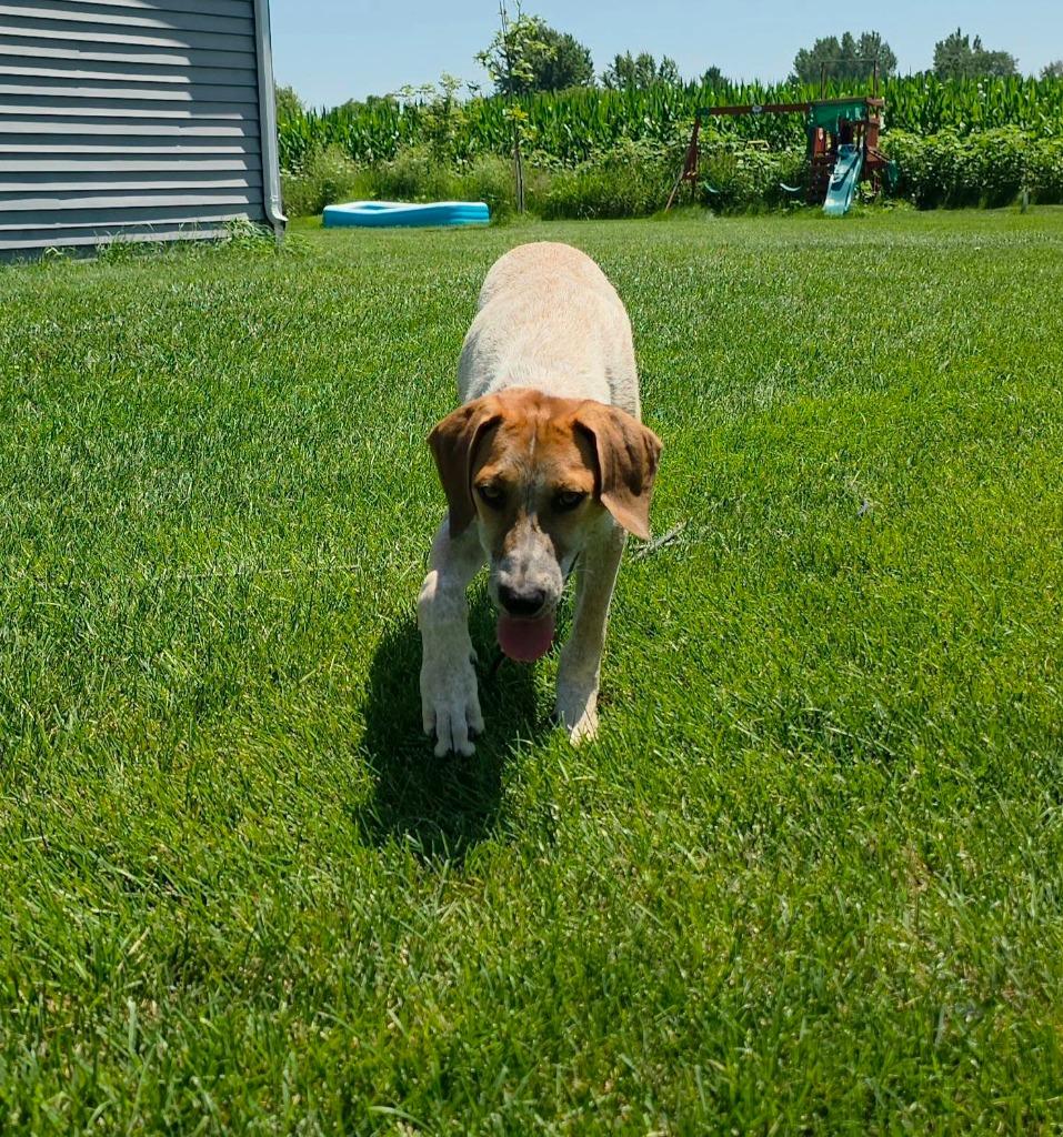 Flint, a Adoptable mixed breed in Fond Du Lac, WI image 3/6