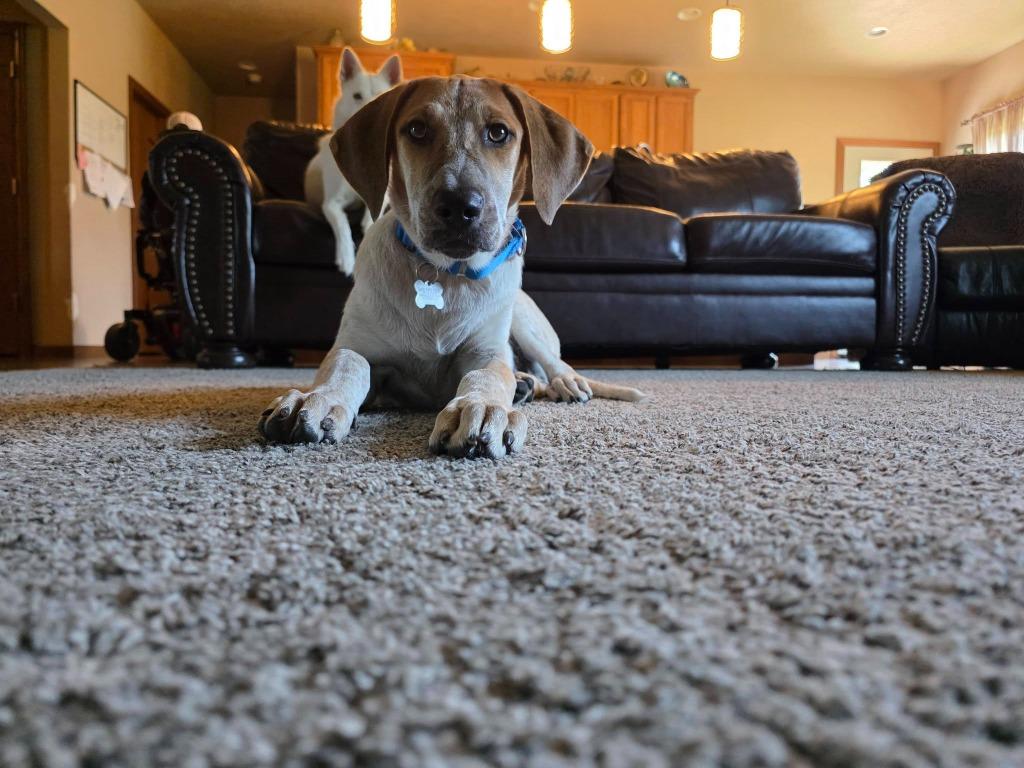 Flint, a Adoptable mixed breed in Fond Du Lac, WI image 4/6