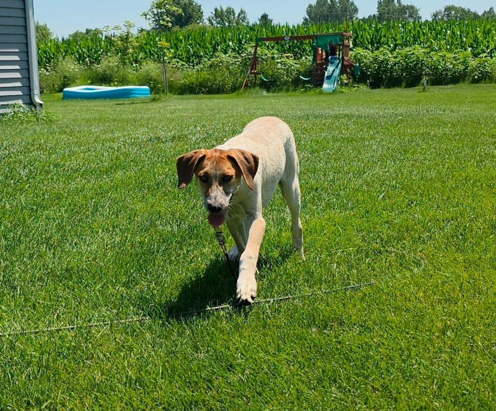 Flint, a Adoptable mixed breed in Fond Du Lac, WI image 5/6