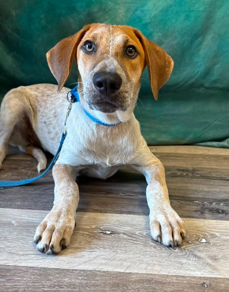 Flint, a Adoptable mixed breed in Fond Du Lac, WI image 6/6