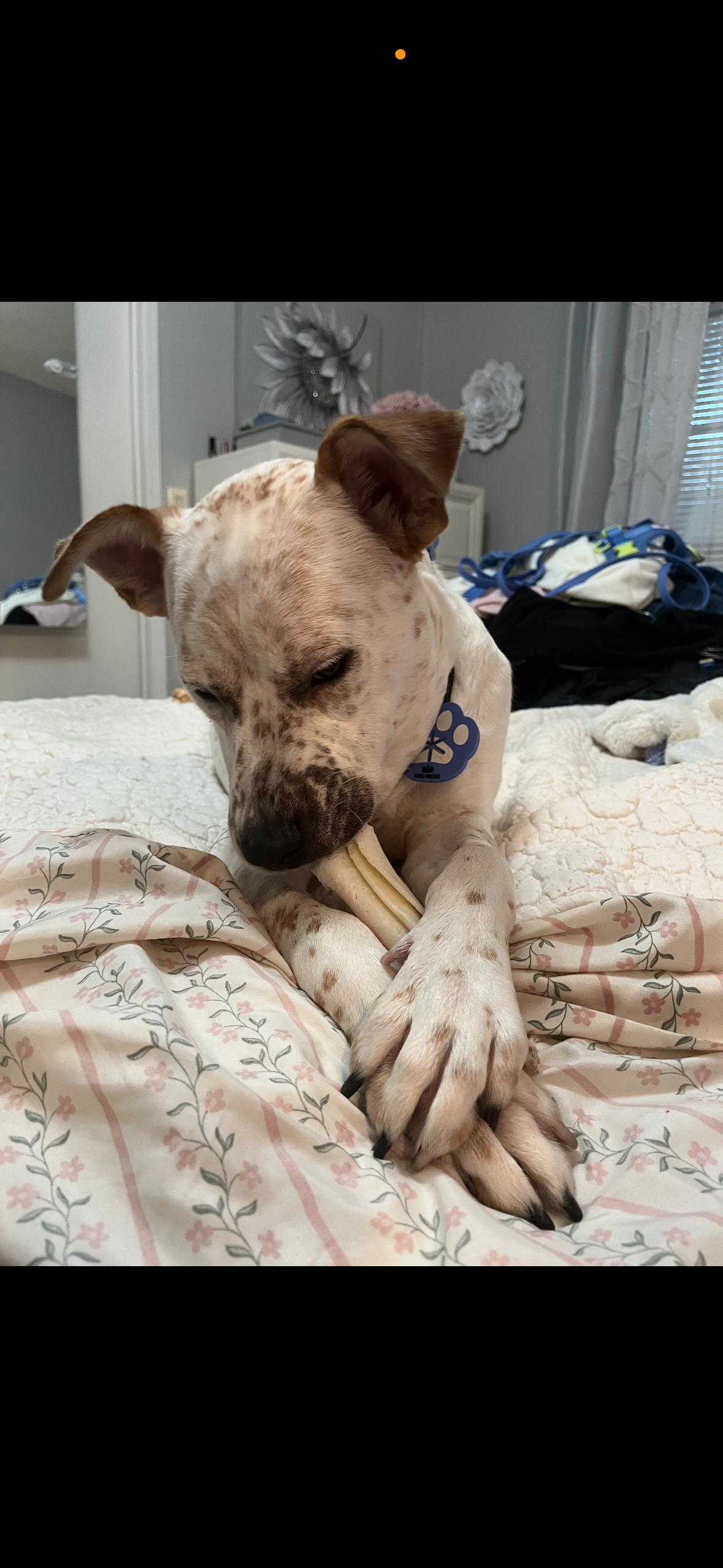 Enlarge Lando, a ADOPTABLE mixed breed in tampa, FL image 5/5