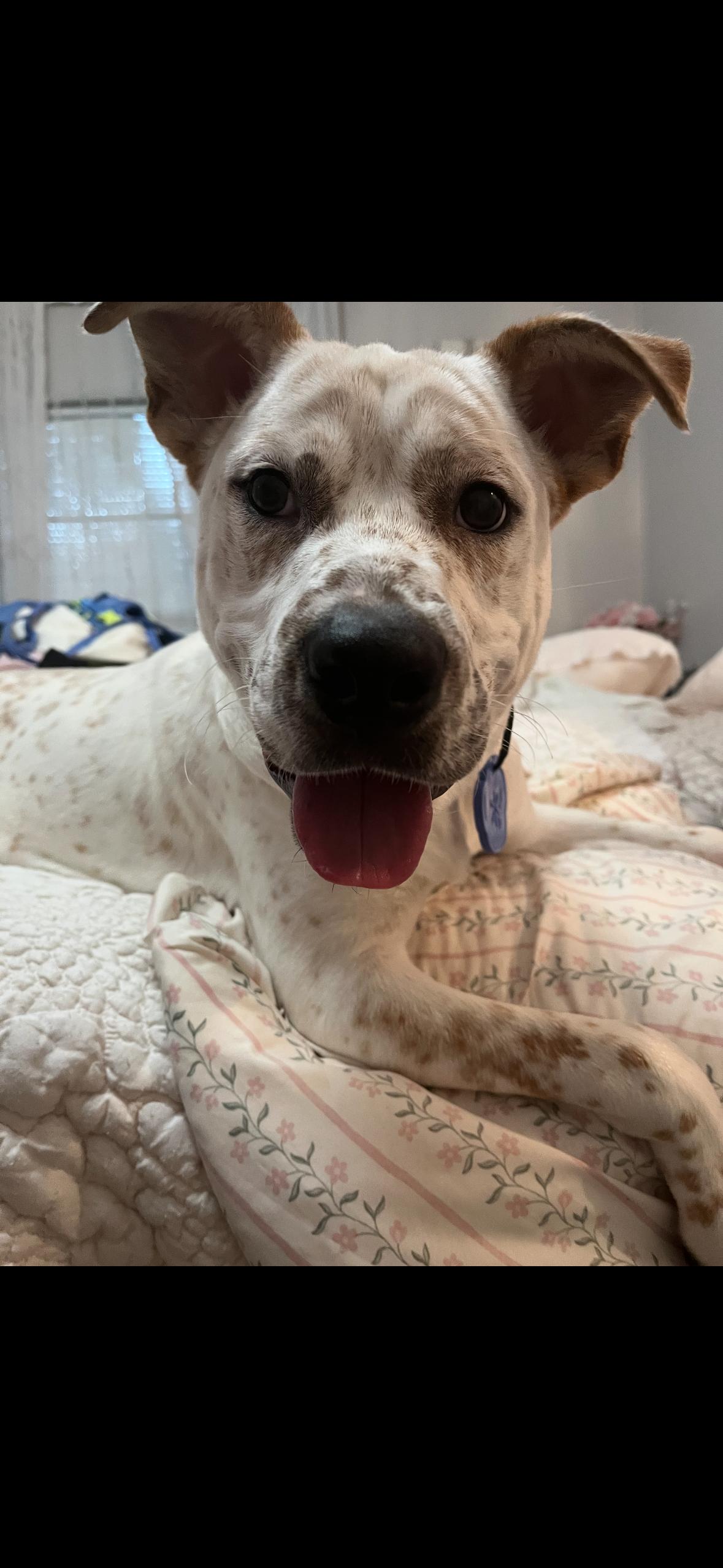 Lando, ADOPTABLE, Puppy Male Australian Cattle Dog / Blue Heeler.