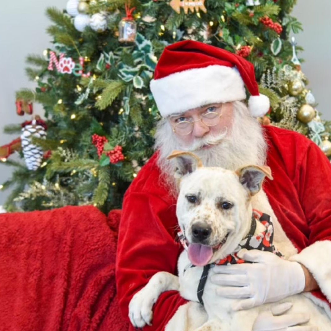 Enlarge Lando, a ADOPTABLE mixed breed in tampa, FL image 3/5