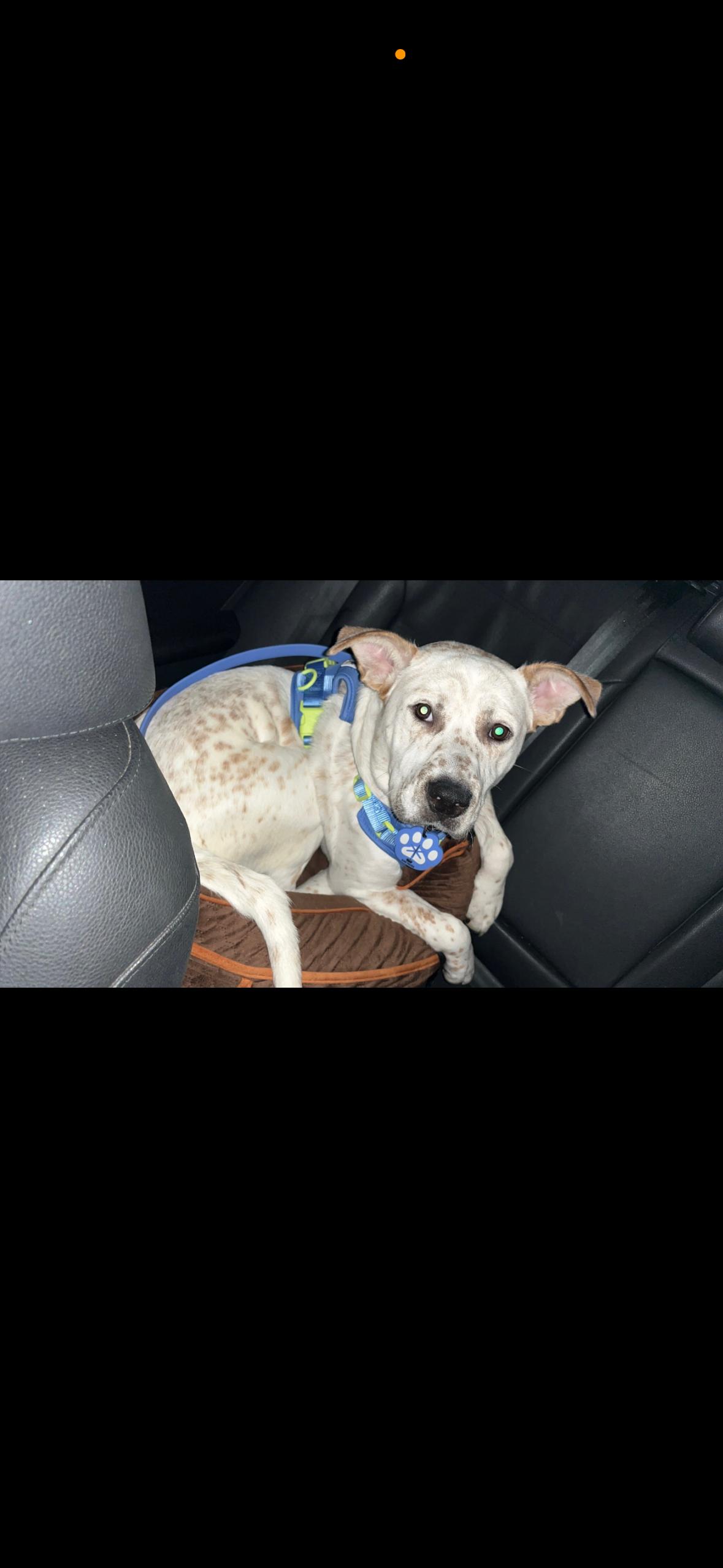 Enlarge Lando, a ADOPTABLE mixed breed in tampa, FL image 4/5