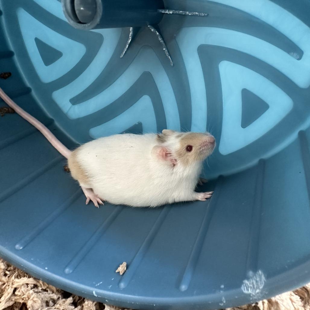 Enlarge Cannellini, a Adoptable Mouse in Bedford, NH image 1/1