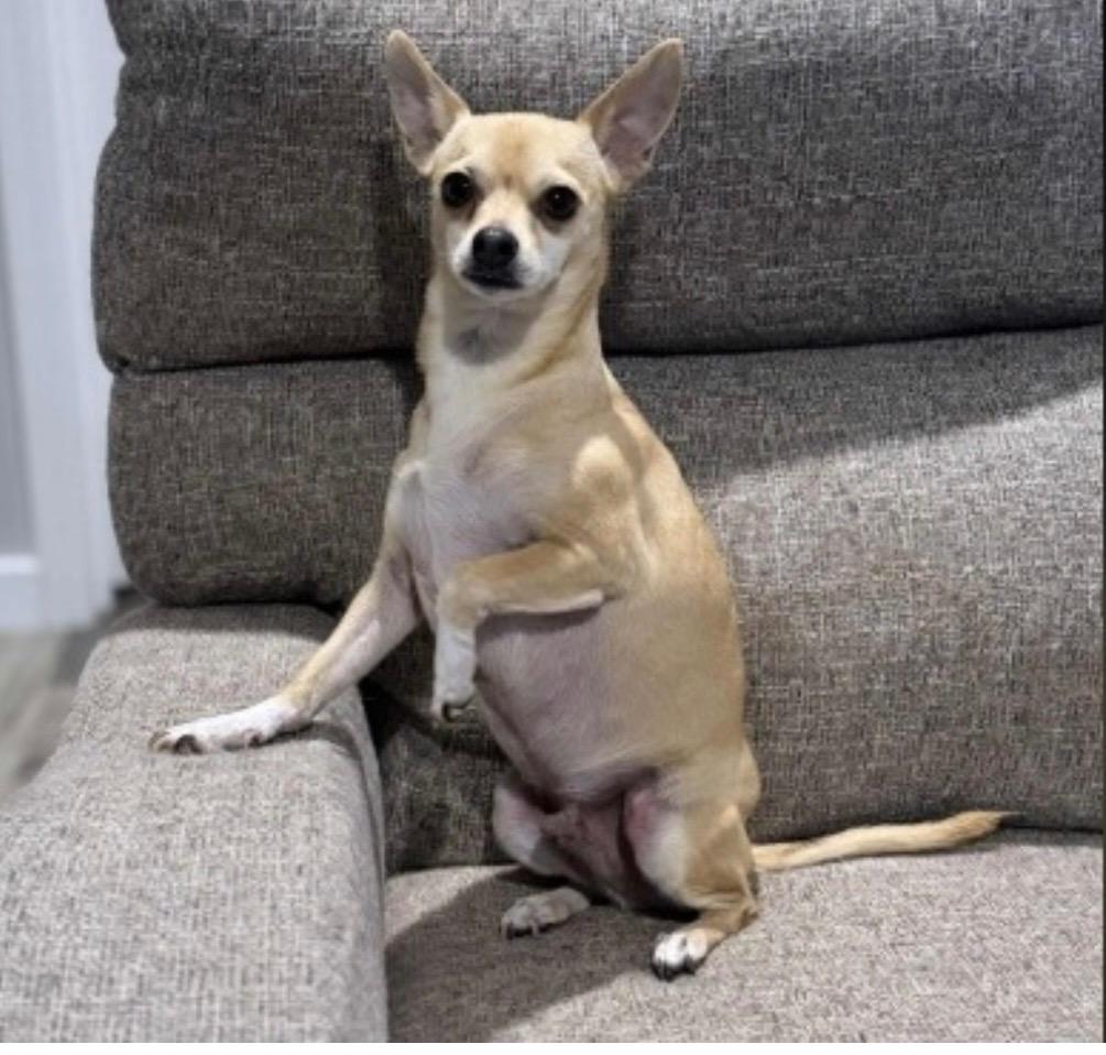 Benji, Adopted, Adult Male Chihuahua.