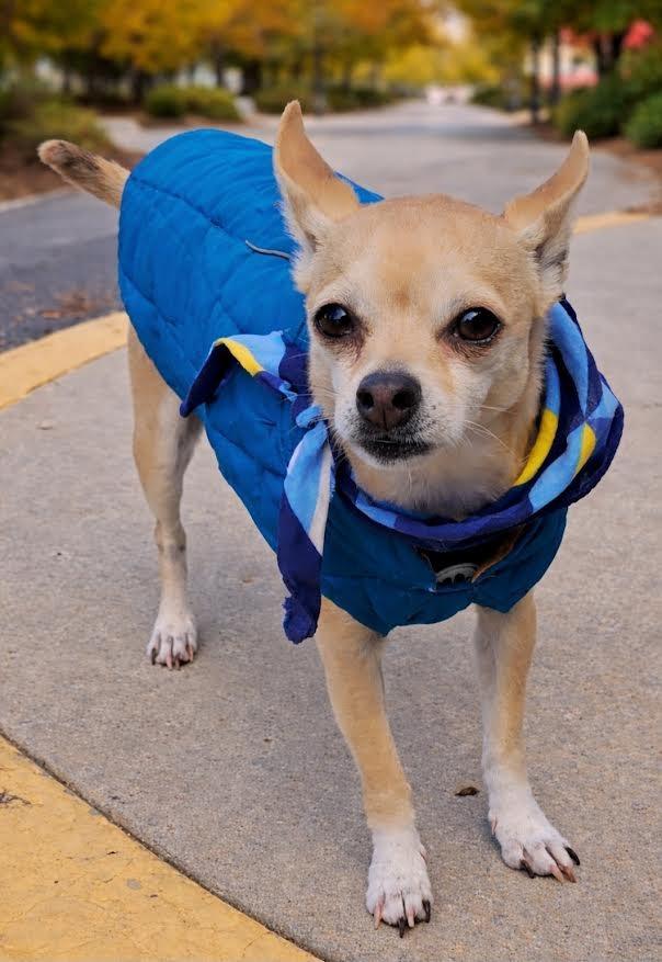 Enlarge Benji, a Adopted Chihuahua in Crossville, TN image 2/6