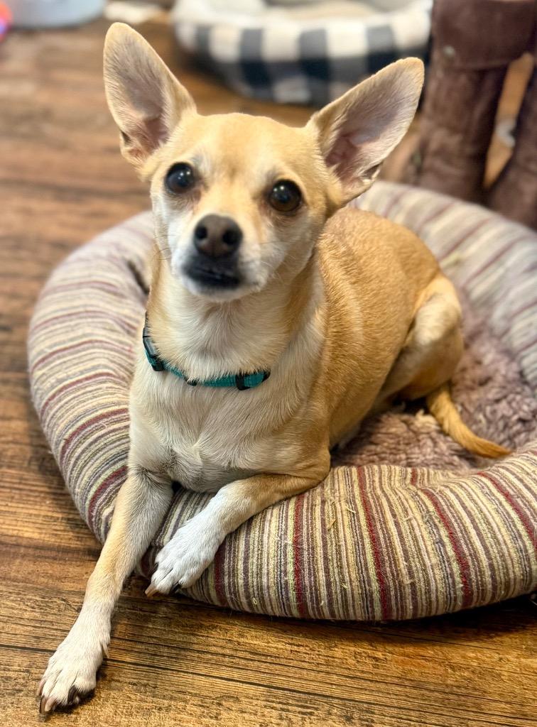 Enlarge Benji, a Adopted Chihuahua in Crossville, TN image 3/6