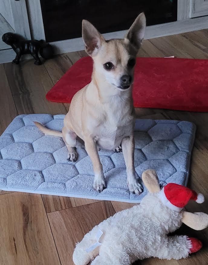 Enlarge Benji, a Adopted Chihuahua in Crossville, TN image 4/6