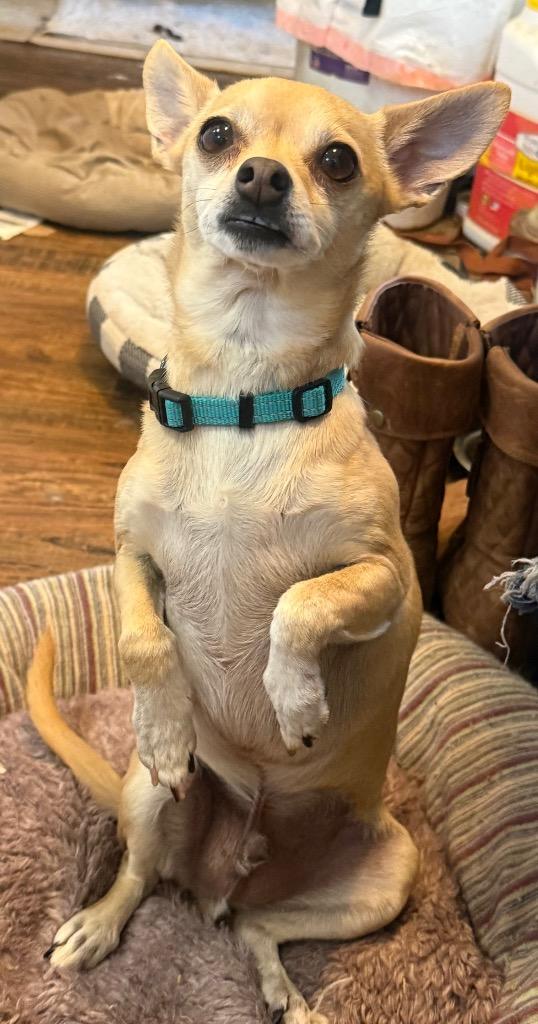 Enlarge Benji, a Adopted Chihuahua in Crossville, TN image 5/6