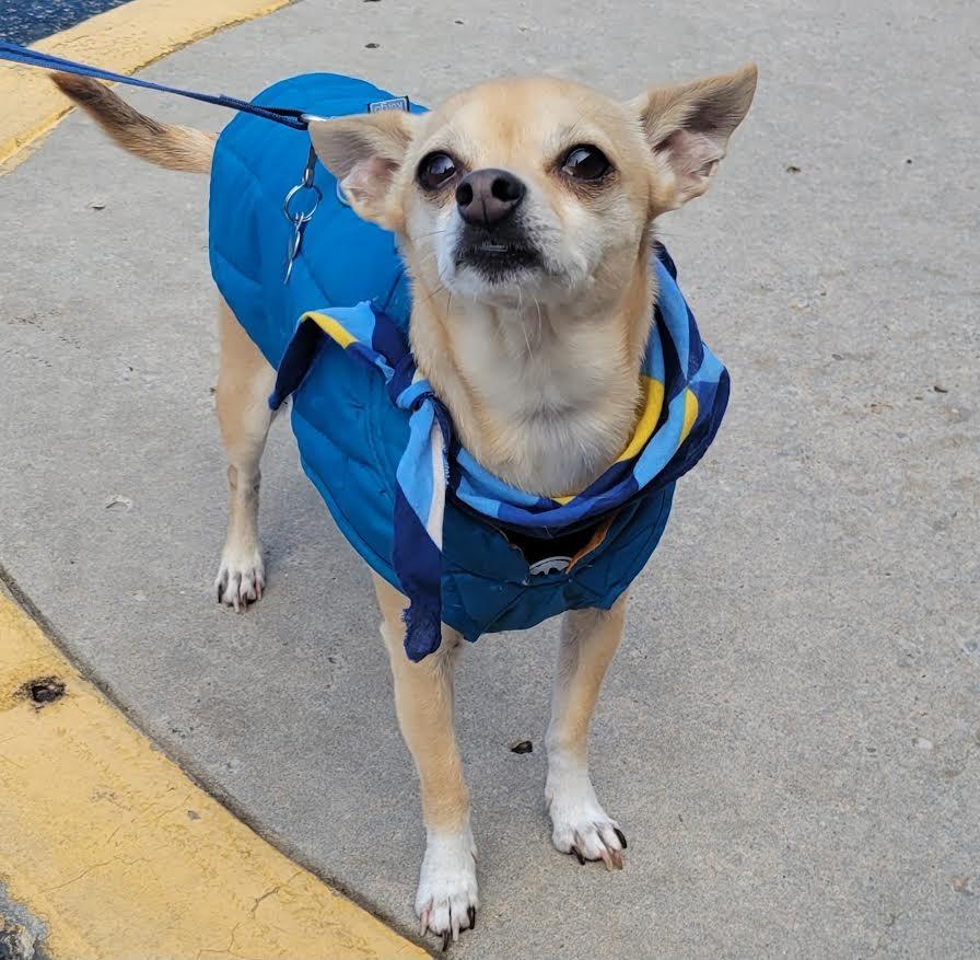 Enlarge Benji, a Adopted Chihuahua in Crossville, TN image 6/6