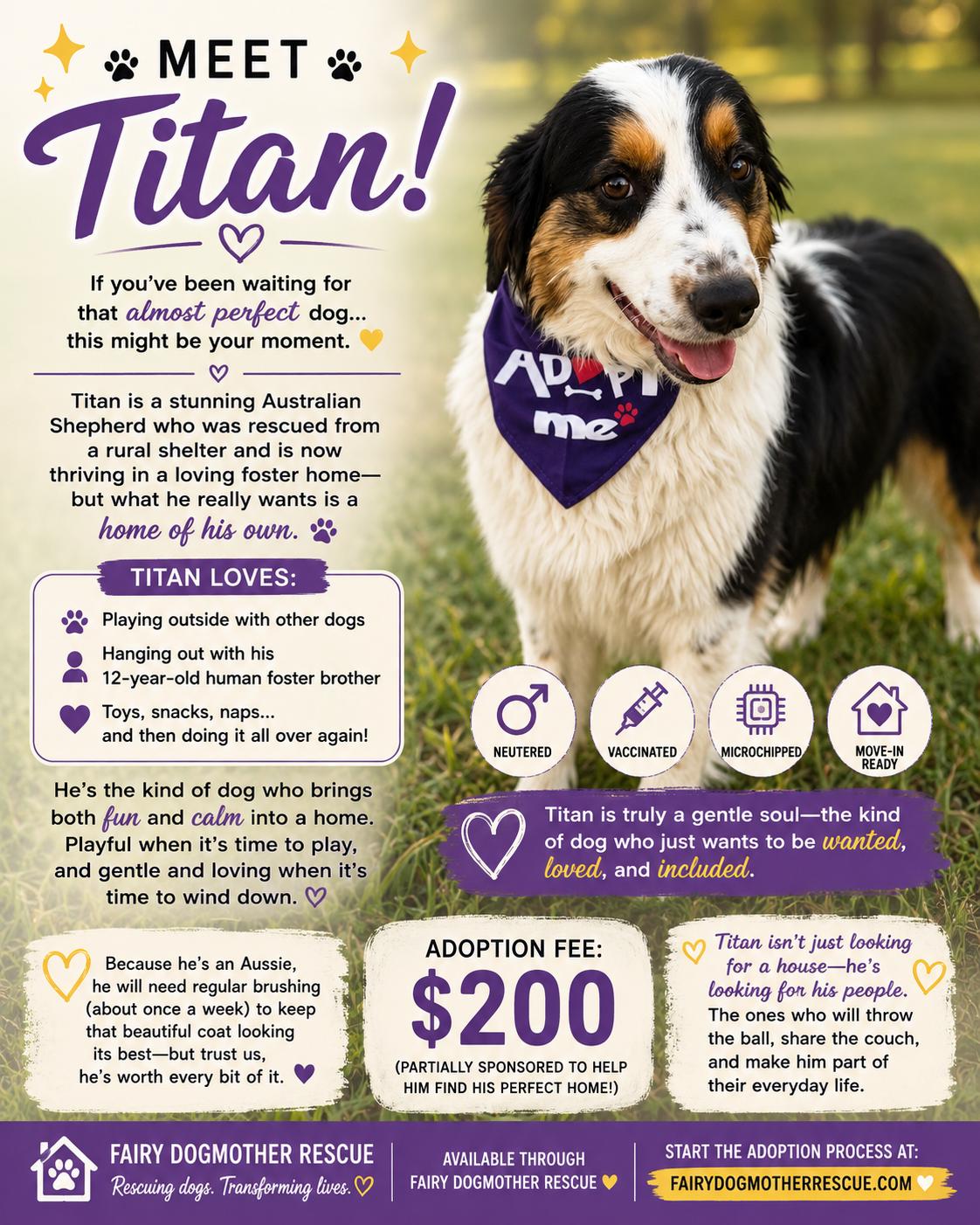 Titan, adoptable, Adult Male Australian Shepherd.