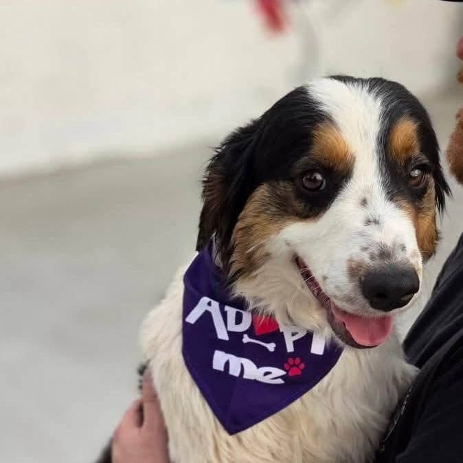 Titan, an adopted Australian Shepherd in Yukon, OK image 1/3