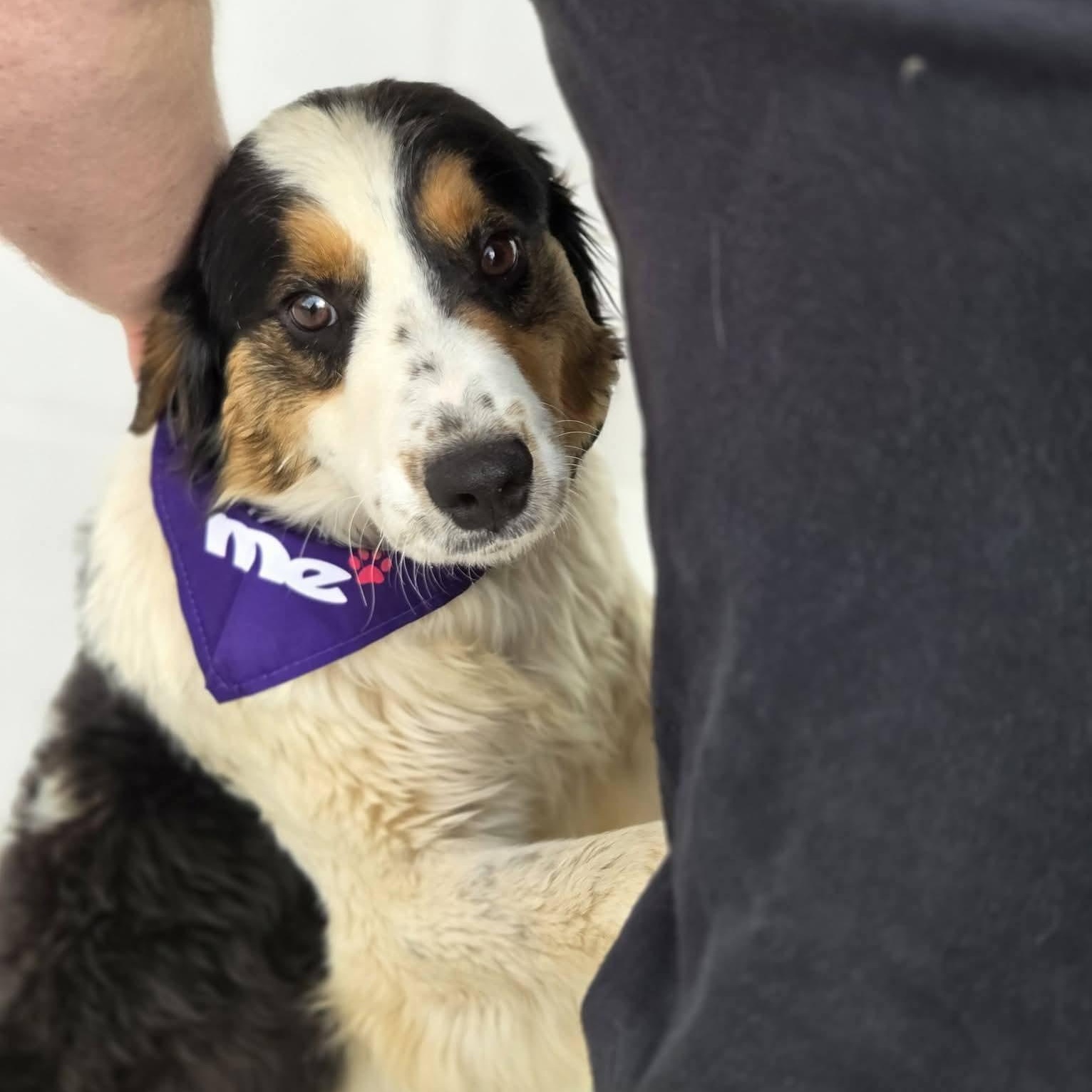 Titan, an adopted Australian Shepherd in Yukon, OK image 2/3