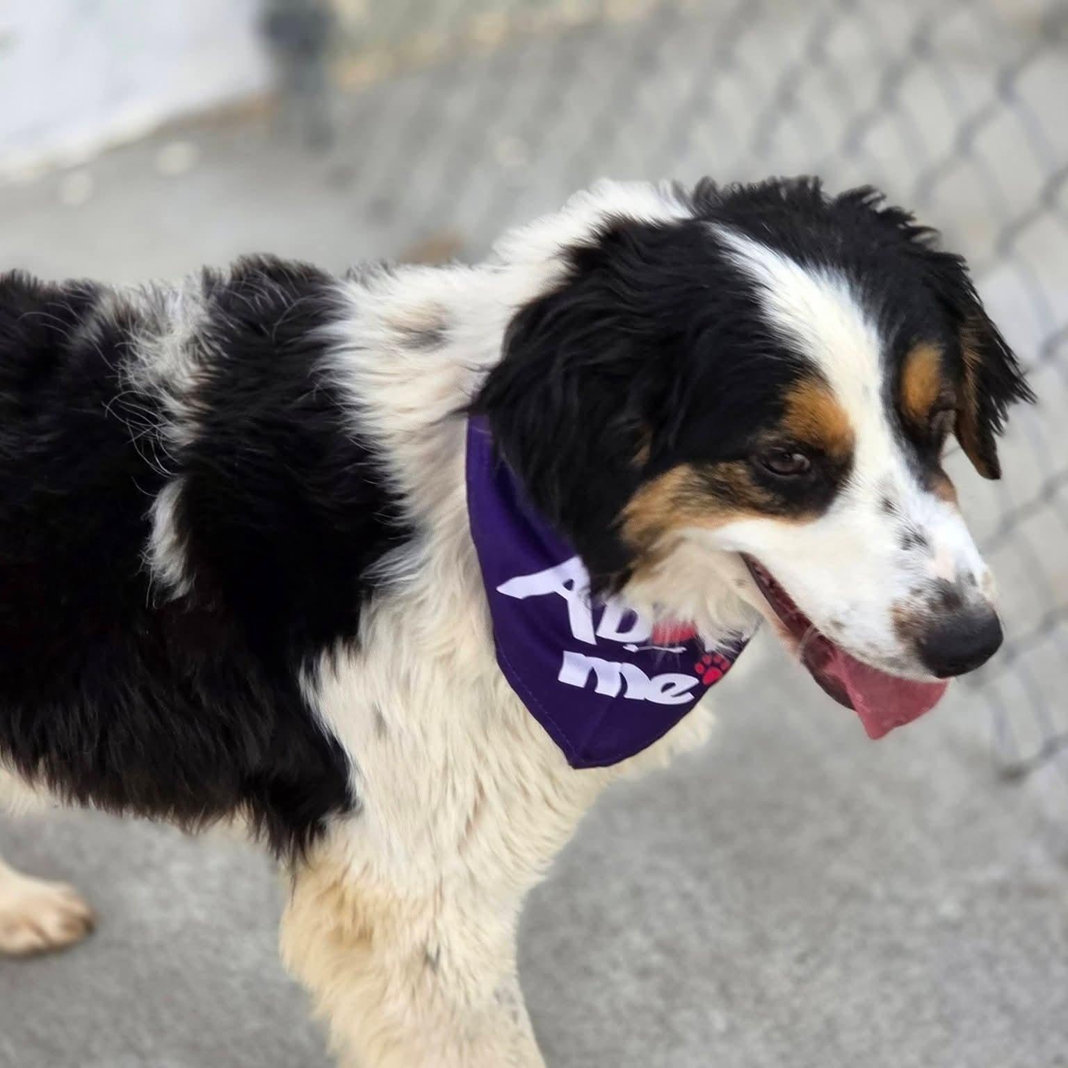Titan, an adopted Australian Shepherd in Yukon, OK image 3/3
