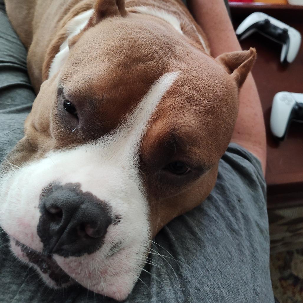 Enlarge Juki, a Adoptable American Staffordshire Terrier in Baltimore, MD image 1/5