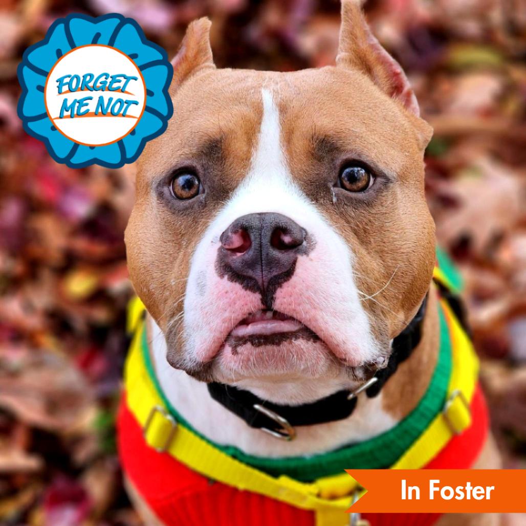 Juki, Adoptable, Adult Male American Staffordshire Terrier.