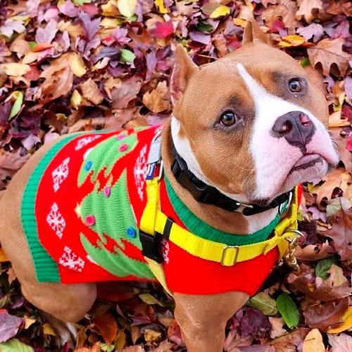 Enlarge Juki, a Adoptable American Staffordshire Terrier in Baltimore, MD image 3/5