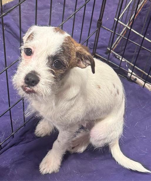 Enlarge Maize, a Adopted mixed breed in Decatur, GA image 1/3