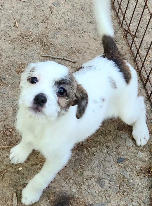 Enlarge Maize, a Adopted mixed breed in Decatur, GA image 2/3