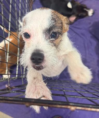 Enlarge Maize, a Adopted mixed breed in Decatur, GA image 3/3
