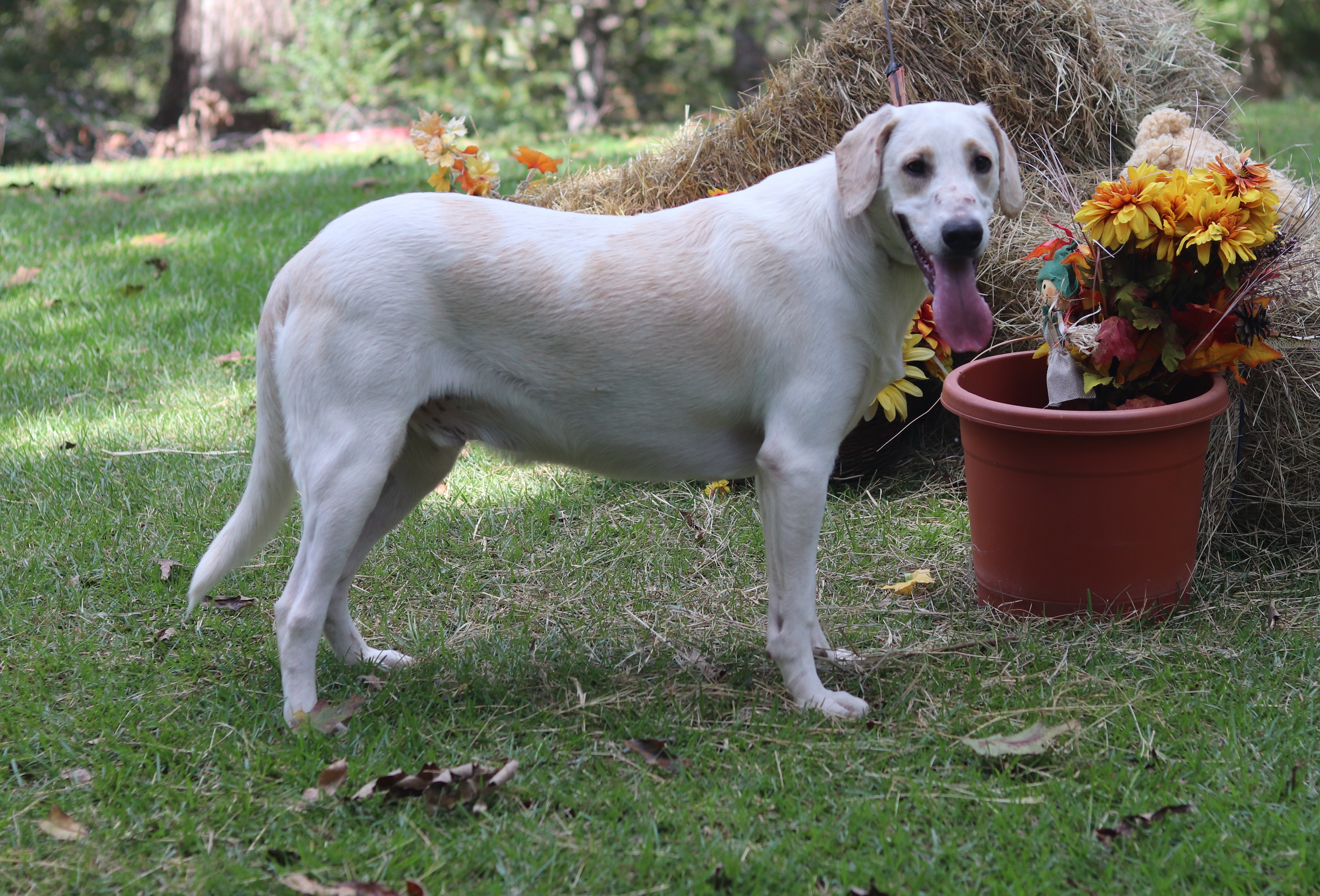 Aspen, a Adoptable mixed breed in Hayden, AL image 3/6