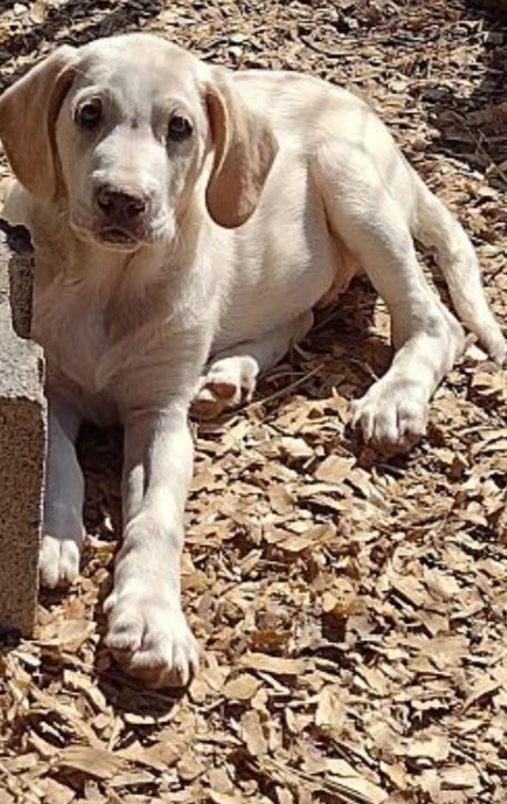 Aspen, a Adoptable mixed breed in Hayden, AL image 5/6