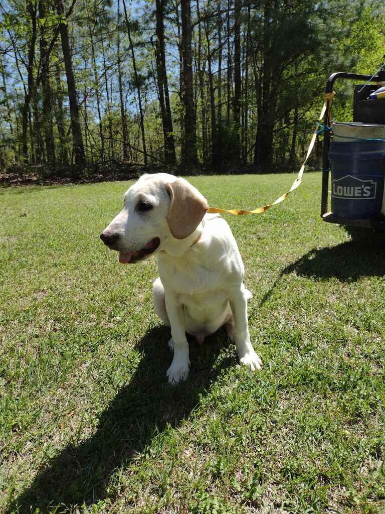 Aspen, a Adoptable mixed breed in Hayden, AL image 6/6