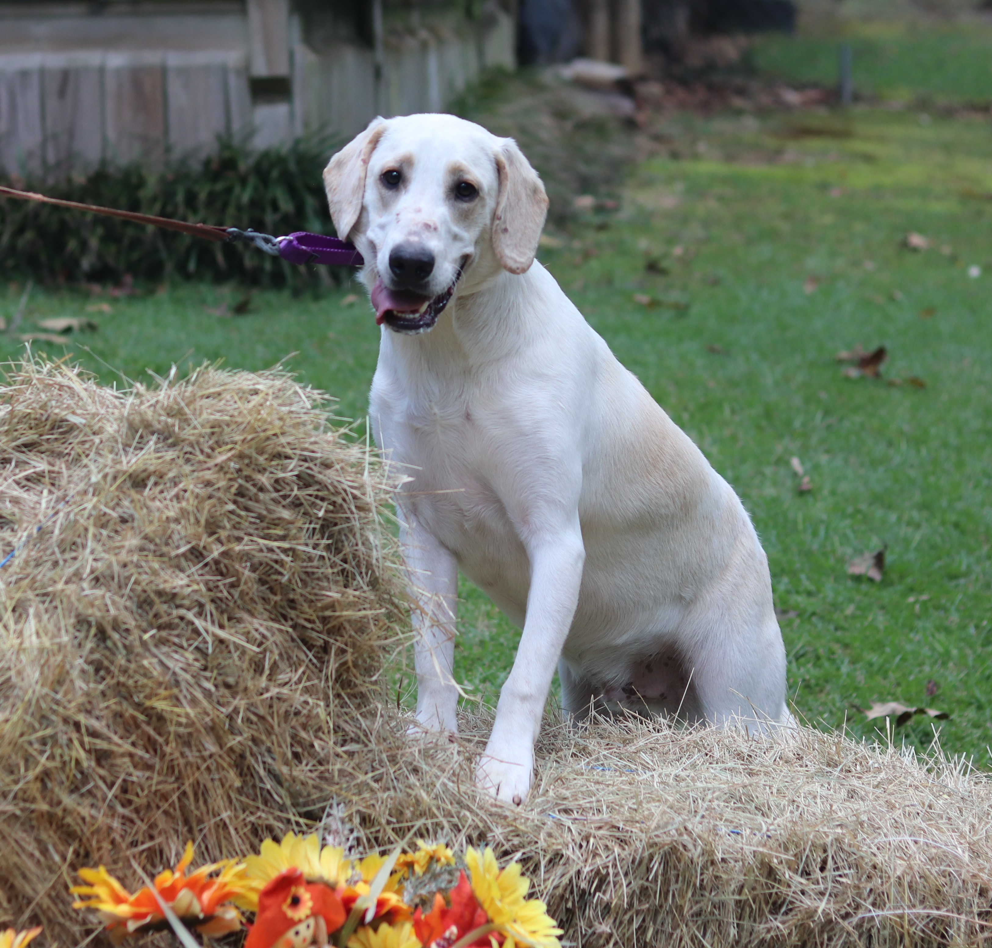 Aspen, a Adoptable mixed breed in Hayden, AL image 2/6