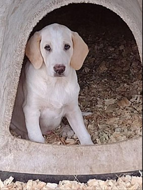 Aspen, a Adoptable mixed breed in Hayden, AL image 4/6