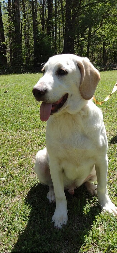 Aspen, a Adoptable mixed breed in Hayden, AL image 1/6