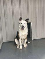 River, Adoptable, Adult Male Border Collie.