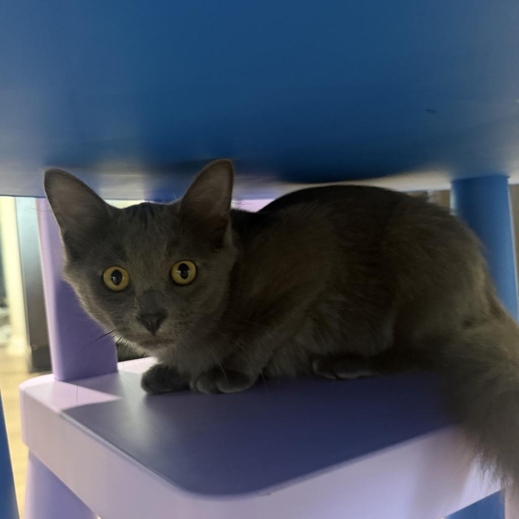 Brisket, Adoptable, Kitten Male Domestic Short Hair.