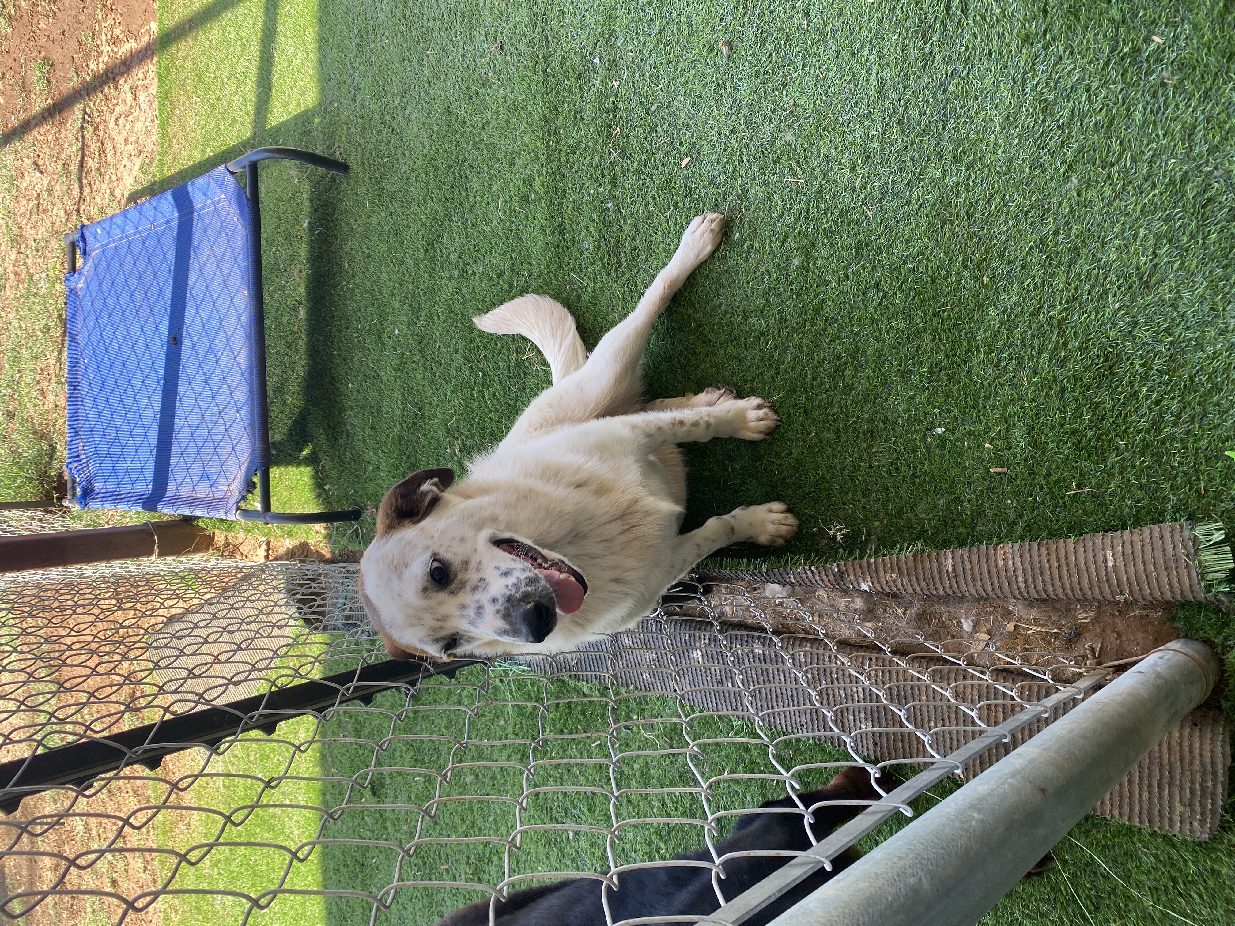 Birch, Adoptable, Young Female Labrador Retriever.