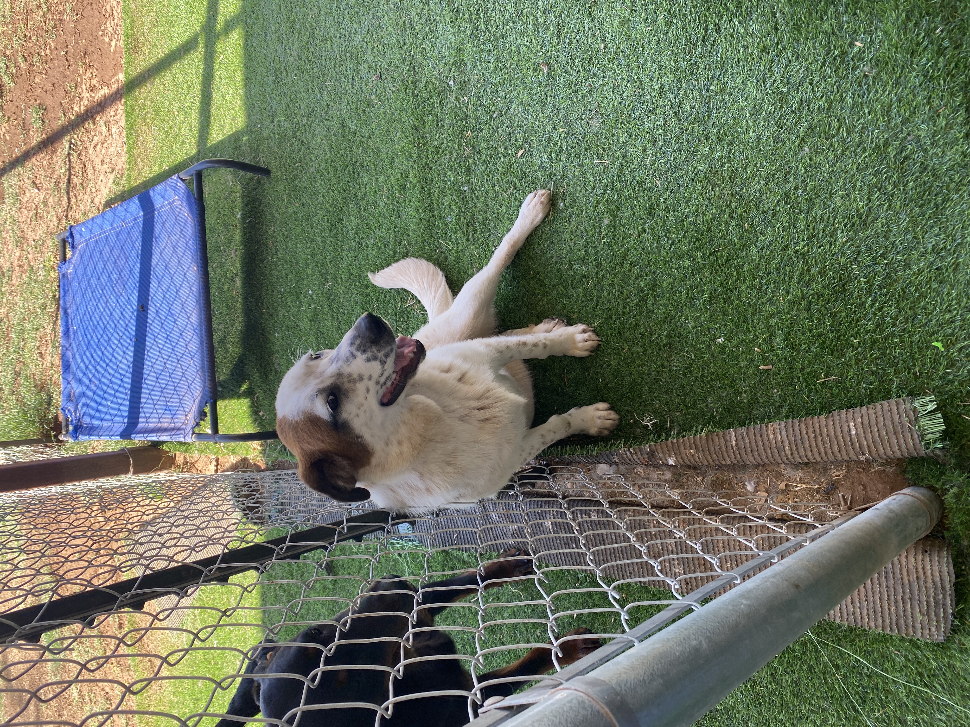 Enlarge Birch, a Adoptable Labrador Retriever in Shallowater, TX image 2/3