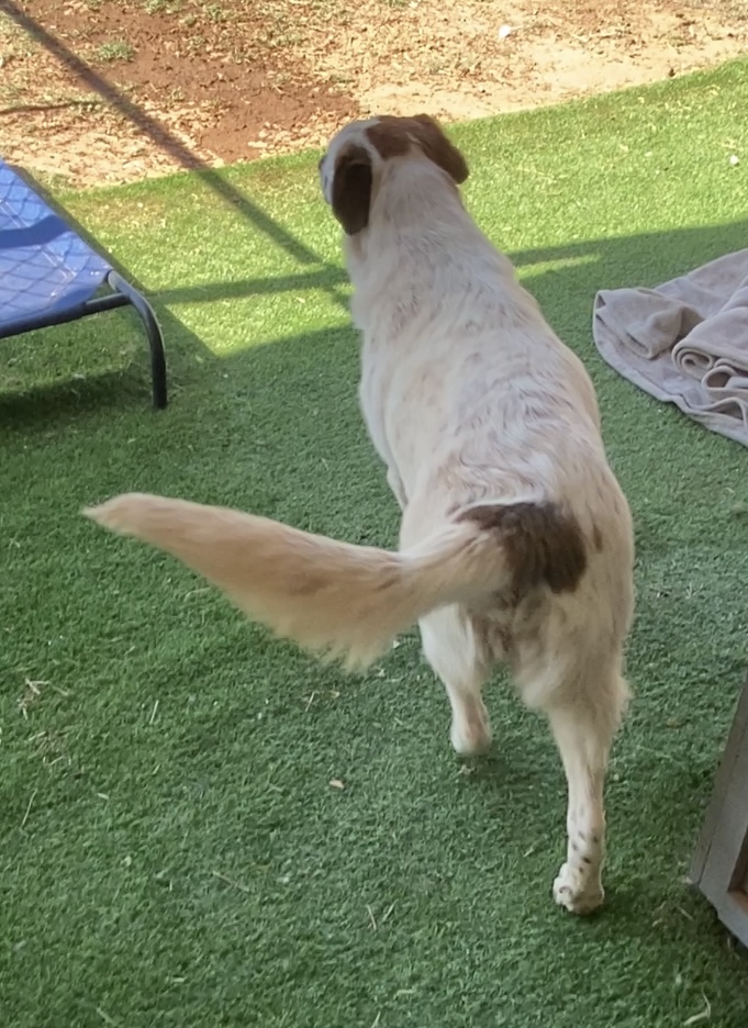 Enlarge Birch, a Adoptable Labrador Retriever in Shallowater, TX image 3/3