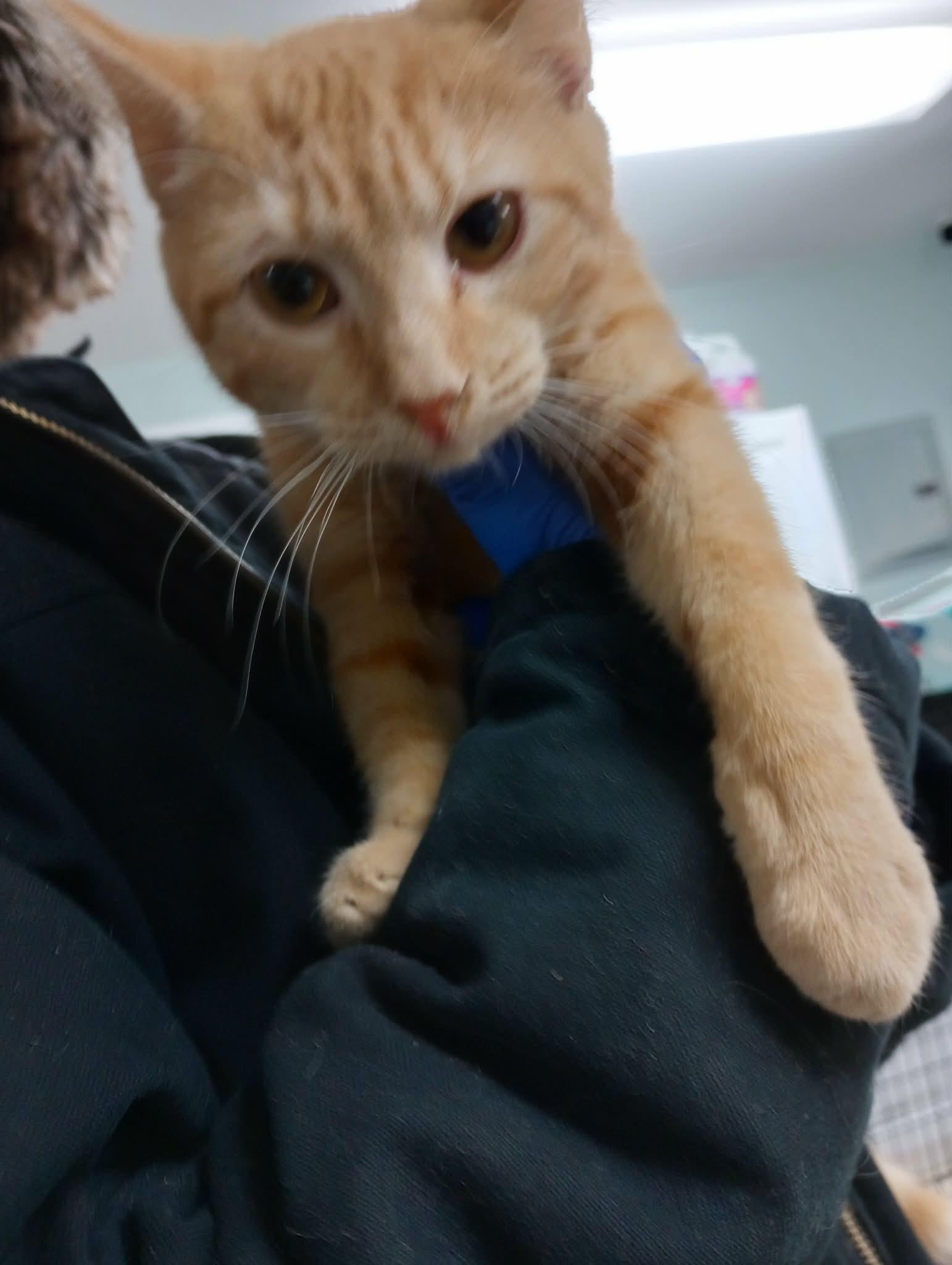 Kitties!, Adoptable, Young Male Domestic Short Hair.