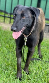 Lena, a Adoptable Belgian Shepherd / Malinois in Bellaire, TX image 1/12