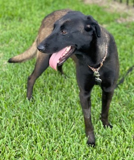 Lena, a Adoptable Belgian Shepherd / Malinois in Bellaire, TX image 2/12