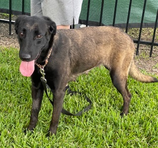 Lena, a Adoptable Belgian Shepherd / Malinois in Bellaire, TX image 3/12