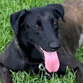Lena, a Adoptable Belgian Shepherd / Malinois in Bellaire, TX image 4/12