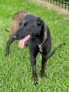 Lena, a Adoptable Belgian Shepherd / Malinois in Bellaire, TX image 5/12