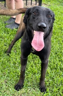 Lena, a Adoptable Belgian Shepherd / Malinois in Bellaire, TX image 6/12