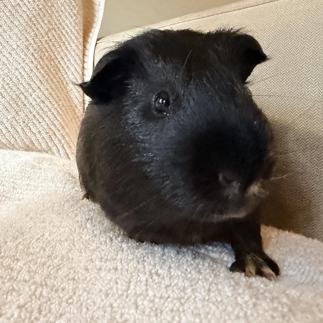 Bran (bonded with Eoin and Paddy), Adoptable, Young Male Guinea Pig.