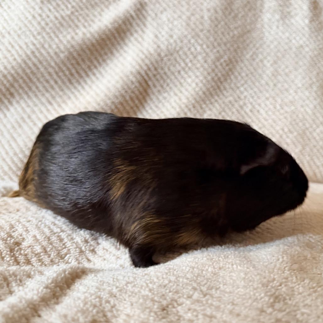 Bran (bonded with Eoin and Paddy), a Adoptable Guinea Pig in Decatur, GA image 2/2