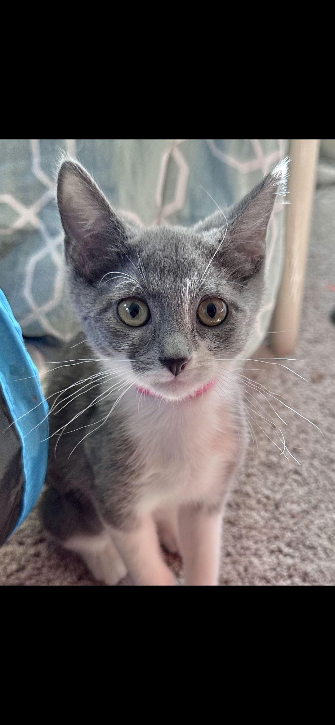 Strawberry, Adoptable, Young Female Domestic Short Hair.