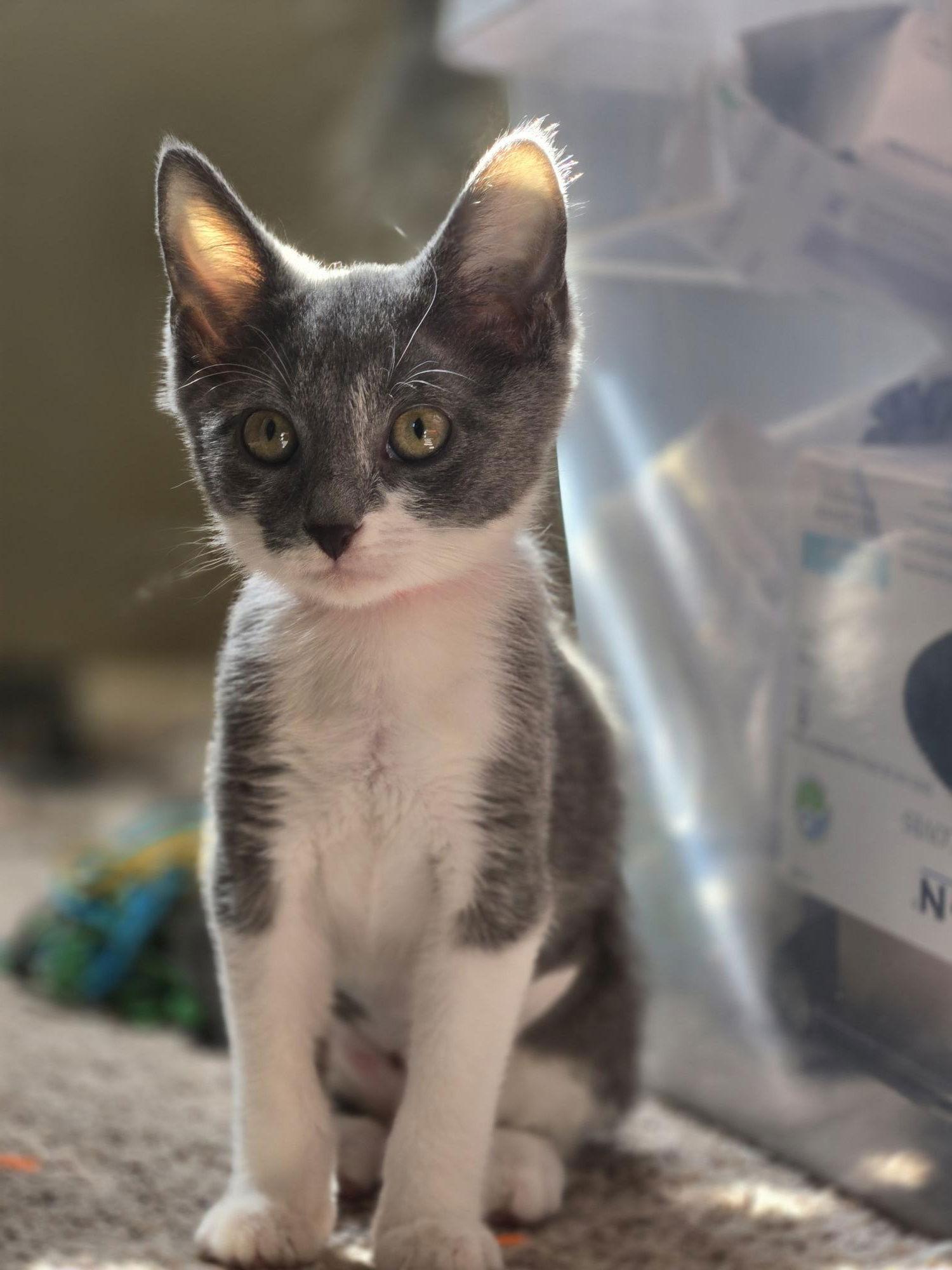 Enlarge Strawberry, a Adoptable Domestic Short Hair in Davis, CA image 2/3