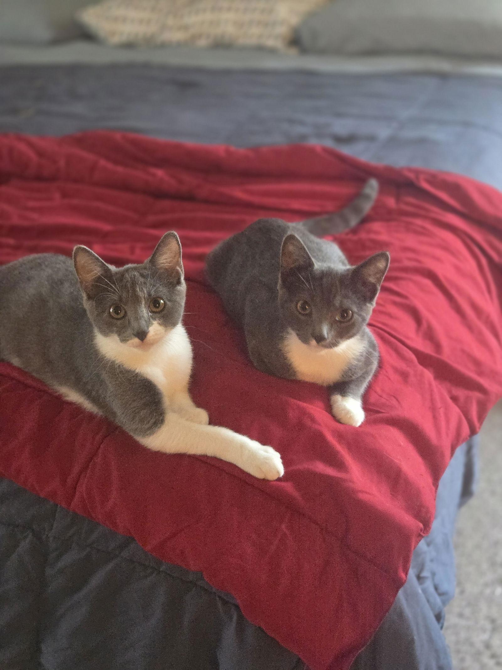 Enlarge Strawberry, a Adoptable Domestic Short Hair in Davis, CA image 3/3